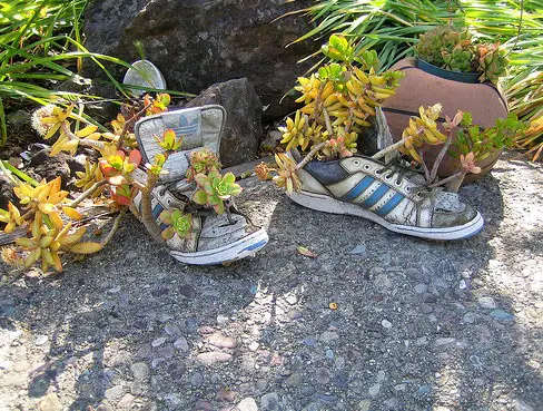Flowers growing in old shoes